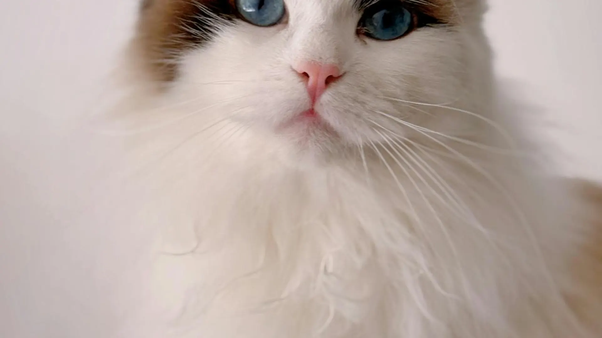 Gato curiosamente atento